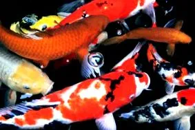 koi-center-todtenbier