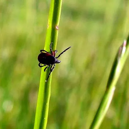 pisica