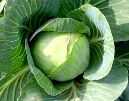 varză