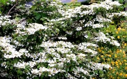 viburnum