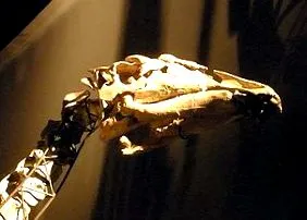 belső tengeri