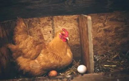 fermă cocoș