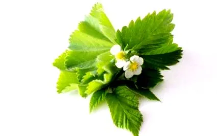 flori