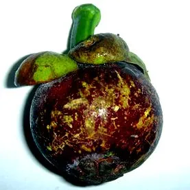 mangosztán