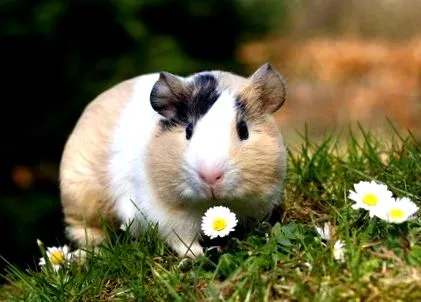 tengerimalacok