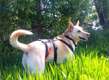 róla