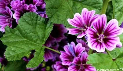 sylvestris