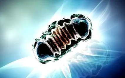mitocondriei