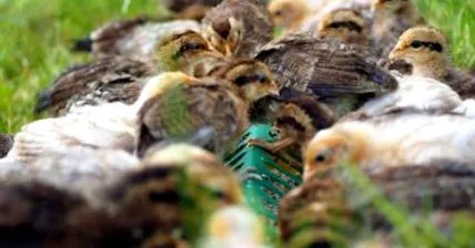 hofhuhn