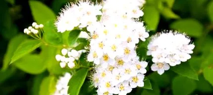 meadowsweet