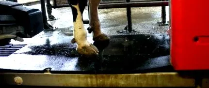 mult