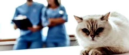 veterinary