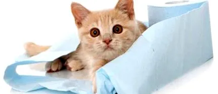 puffadása