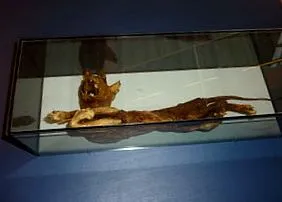 biológia
