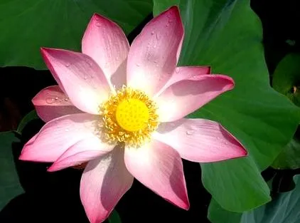 ayurveda