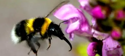 severonemeckého čmeliaka