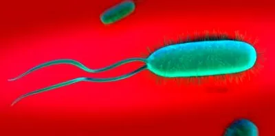 helicobacter