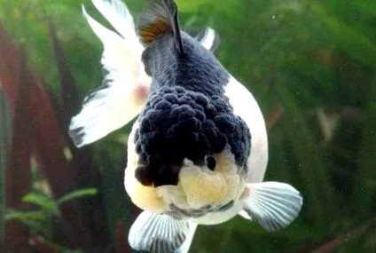 вода