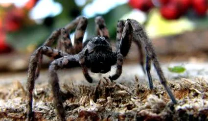 spider