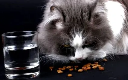 котки