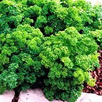 crispum