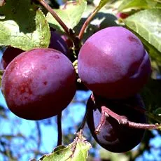 prunus