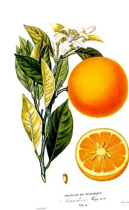 biológia