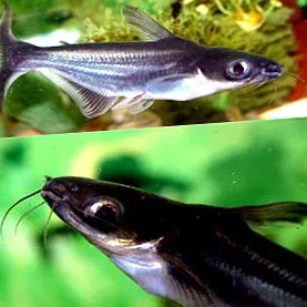 pangasius