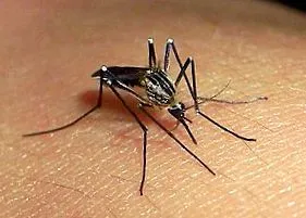 biológia
