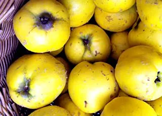 singuri