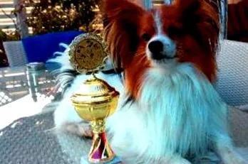 papillon