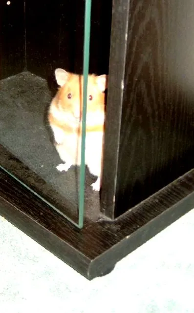 pepina