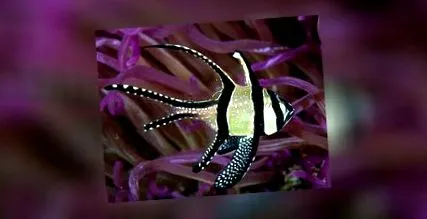 pterapogon