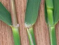 Phragmites australis