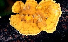 biológia