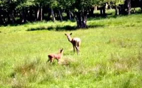 Cervus elaphus