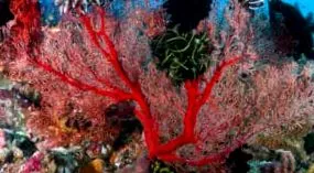 coral