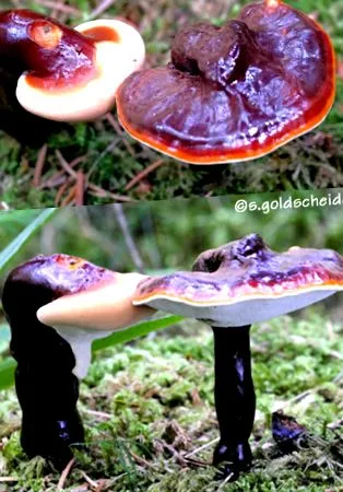 ganoderma