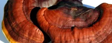 reishi