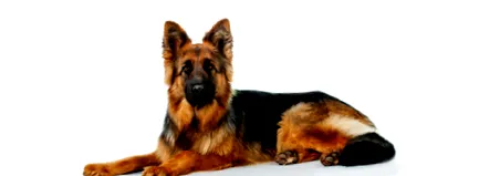 shepherd