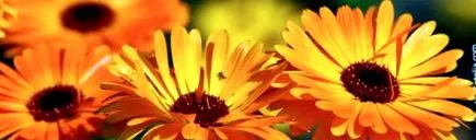 calendula