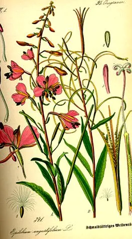 Chamerion angustifolium