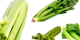 plantă