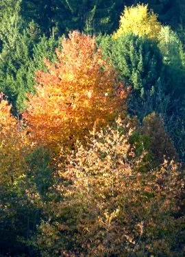 švédsky