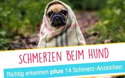 câine