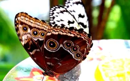 pillangó nymphenburg