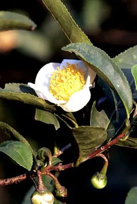 Camellia sinensis