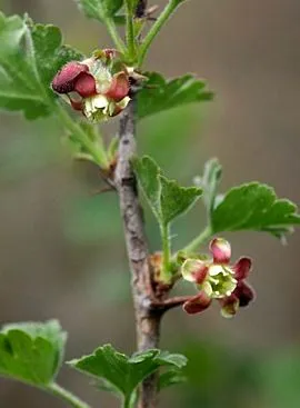 biológia
