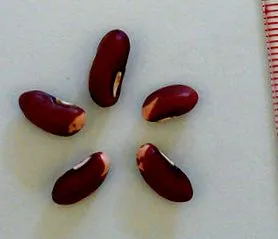 biológia