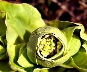 hellebore